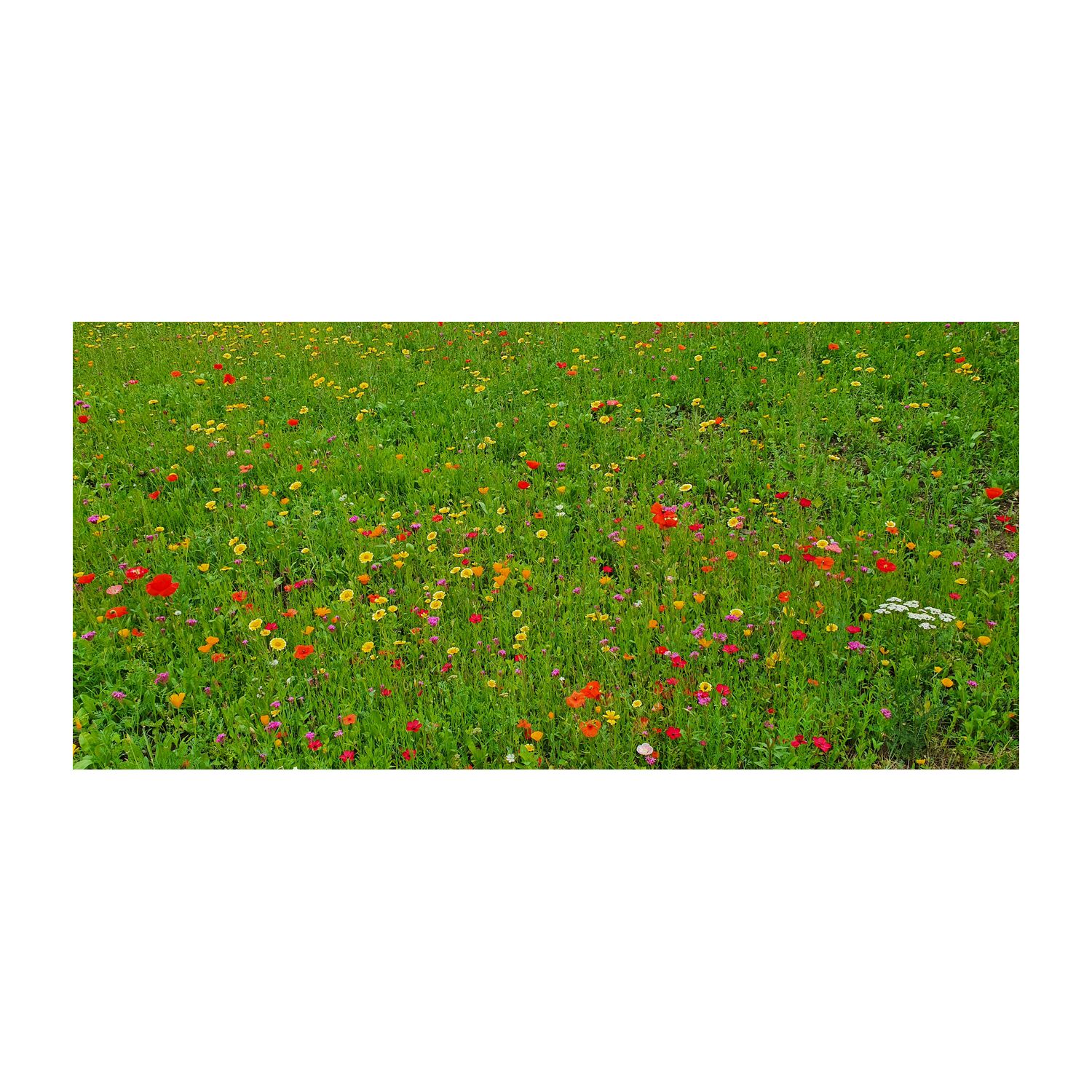 Geschenkartikel: Bienenweide im Oster-Eierkarton, 6 Samenbomen 2K1660a