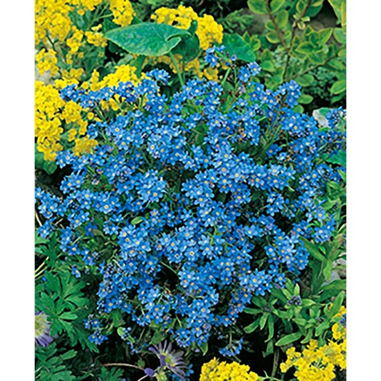 Flower-Card mit Samen - Vergissmeinnicht