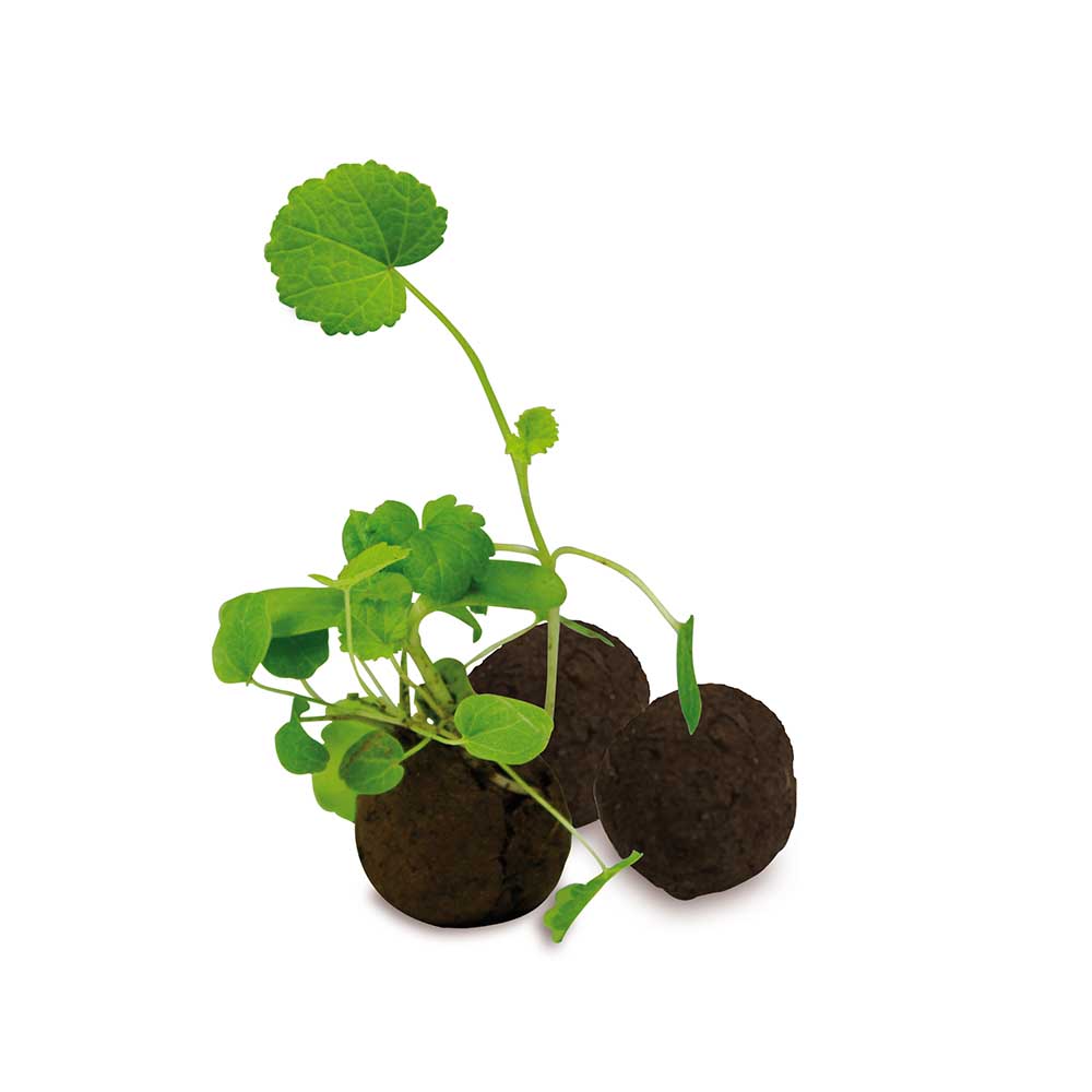 Flower-Balls in der Box mit Samen - 2er Box