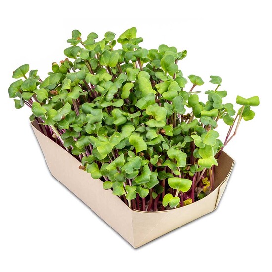 Microgreens-Gärtchen - Rettich China Rose