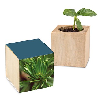 Pflanz-Holz mit Samen - Fichte, 2 Seiten gelasert