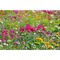 Pflanz-Holz 2er Set mit Samen - Sommerblumenmischung, 1 Seite gelasert