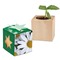 Pflanz-Holz Star-Box mit Samen - Margerite