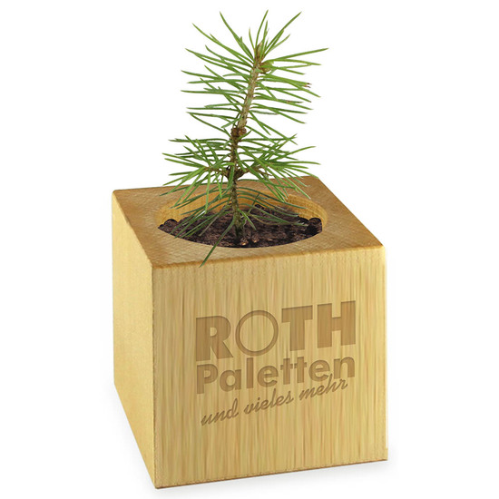 Pflanz-Holz Star-Box mit Samen - Gewürzpaprika, 1 Seite gelasert