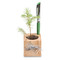 Pflanz-Holz Büro Star-Box mit Samen - Ringelblume