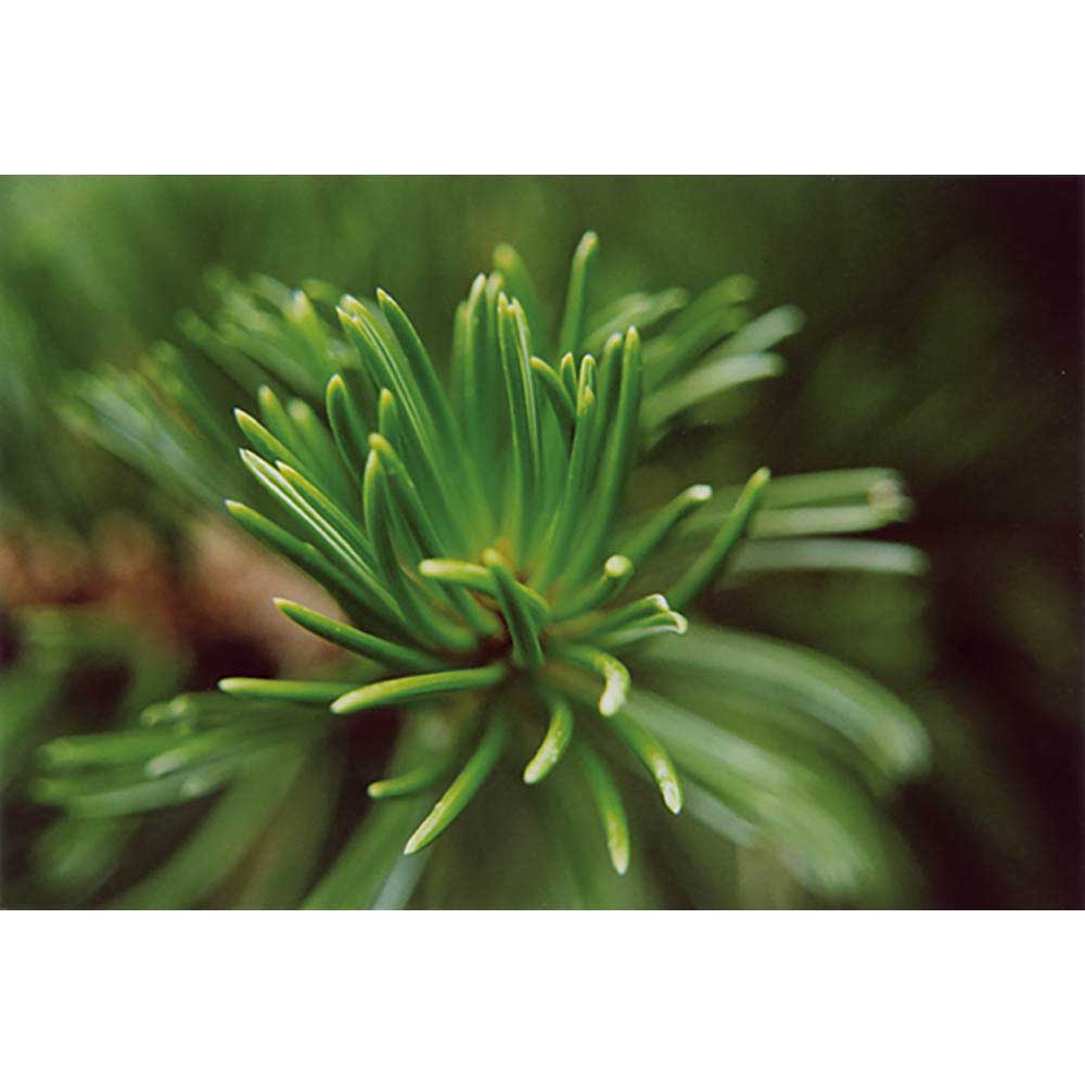 Natur-Konserve mit Samen - Fichte
