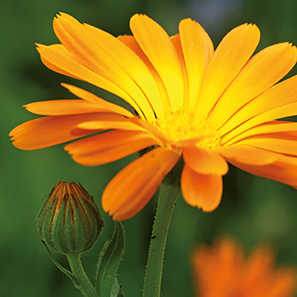 Natur-Konserve mit Samen - Ringelblume