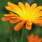 Natur-Konserve mit Samen - Ringelblume