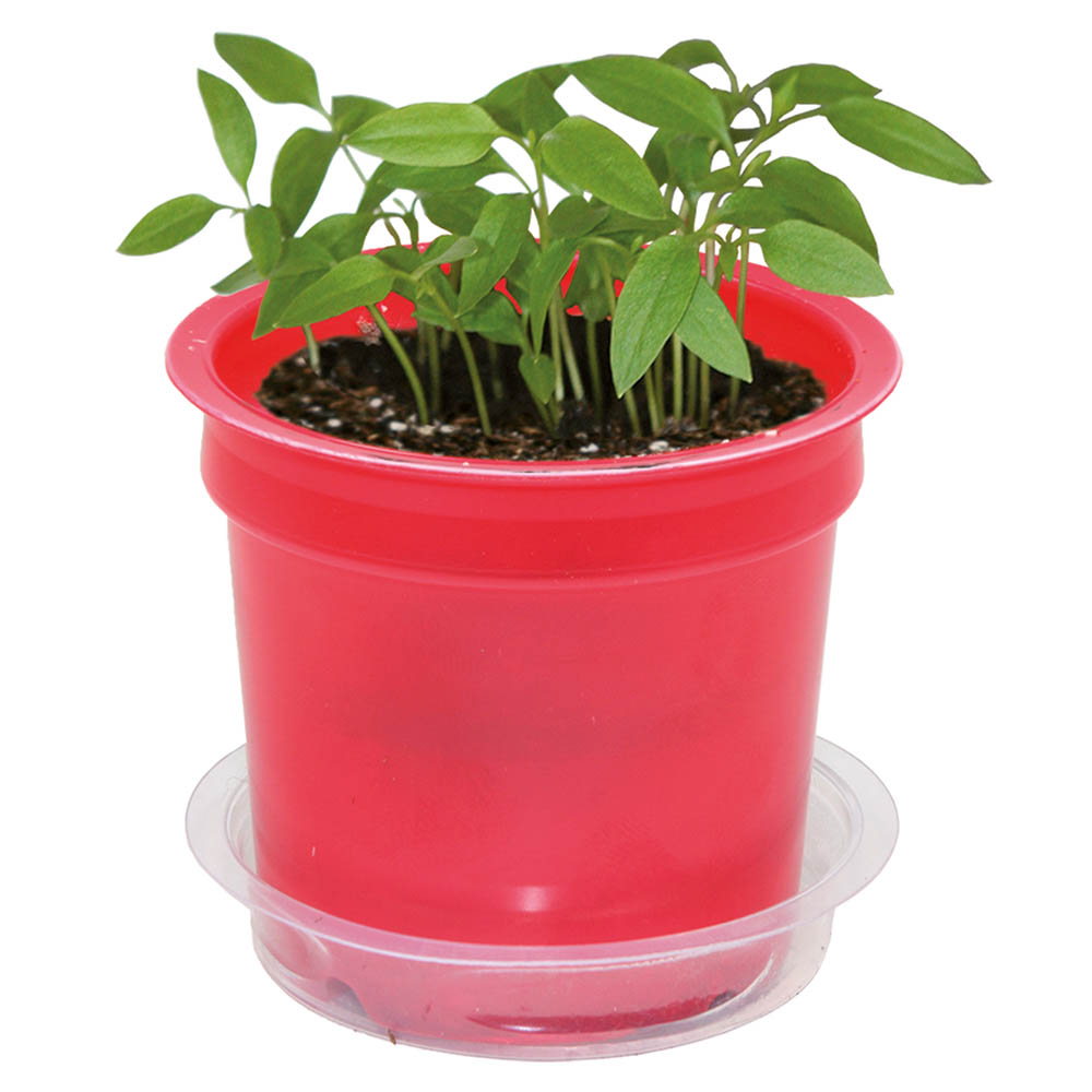 Florero-Töpfchen mit Samen - rot - Gewürzpaprika