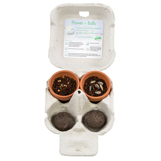 Das Grüne vom Ei - Green-Mix Box - Sonnenblume