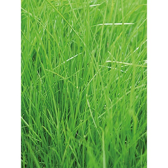 Samentütchen Klein - Graspapier - Gras