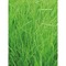 Samentütchen Klein - Graspapier - Gras